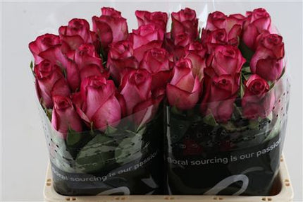Rose - Rosa - Large Flowered Carousel