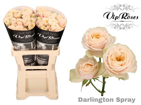 Rose Darlington