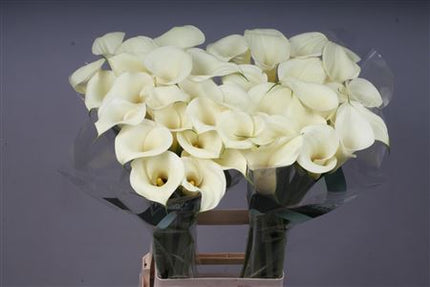 Calla Lily - Zantedeschia