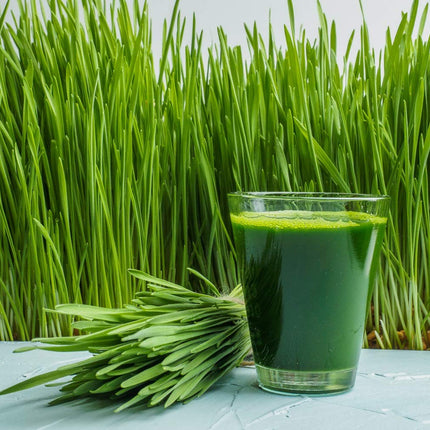 Antler Farms Wheatgrass Powder 200g – 100% Pure Organic NZ, 40 Servings