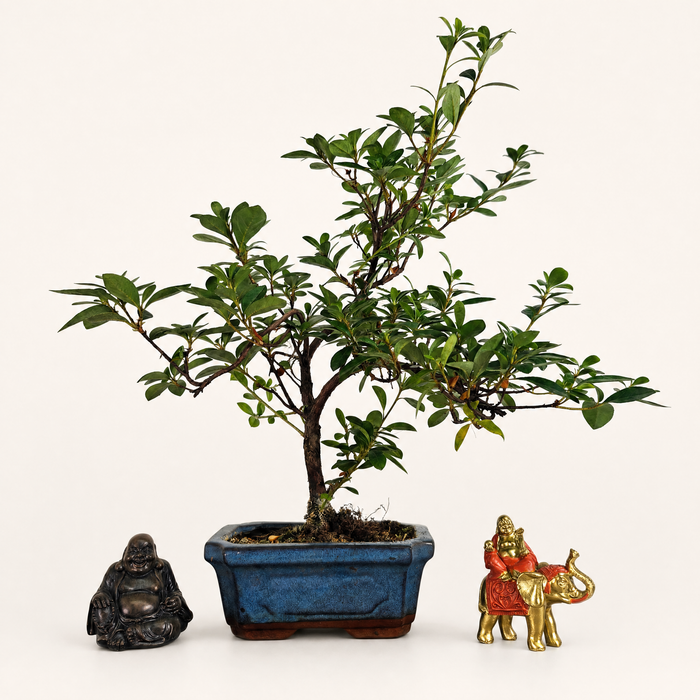 Azalea (Rhododendron) Bonsai Tree | Shaped | In 15cm Pot