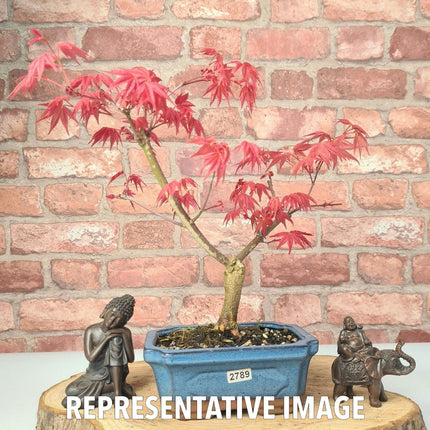 Japanese Maple (Acer) Bonsai Tree | Deshojo Informal Upright | In 15cm Pot