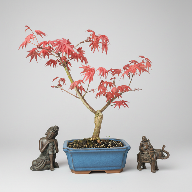 Japanese Maple (Acer) Bonsai Tree | Deshojo Informal Upright | In 15cm Pot