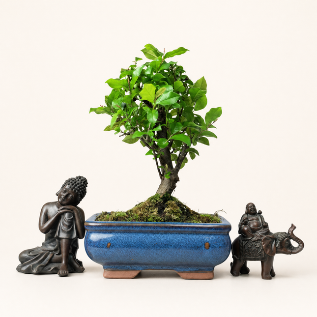 Bird Plum (Sageretia) Bonsai Tree | Broom | In 15cm Pot