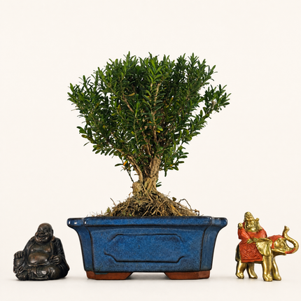 Boxwood (Buxus Harlandii) Bonsai Tree | Broom | In 20cm Pot