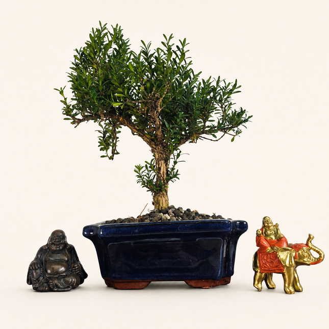Boxwood (Buxus Harlandii) Bonsai Tree | Shaped | In 20cm Pot
