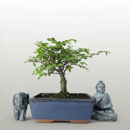 Chinese Elm (Ulmus Parvifolia) Bonsai Tree | Broom | In 15cm Pot