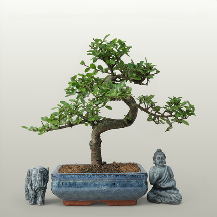 Chinese Elm (Ulmus Parvifolia) Bonsai Tree | Shaped | In 20cm Pot