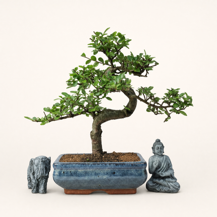 Chinese Elm (Ulmus Parvifolia) Bonsai Tree | Shaped | In 20cm Pot