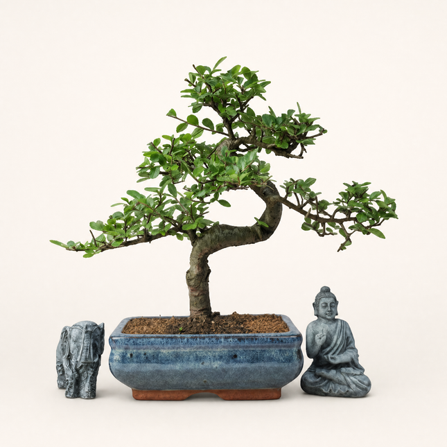 Chinese Elm (Ulmus Parvifolia) Bonsai Tree | Shaped | In 20cm Pot