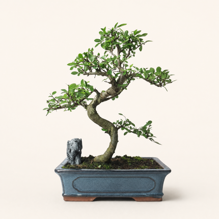 Chinese Elm (Ulmus Parvifolia) Bonsai Tree | Shaped | In 30cm Pot