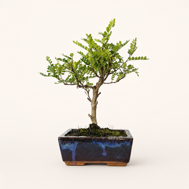 Chinese Pepper (Zanthoxylum Pipertum) Bonsai Tree | Broom | In 15cm Pot