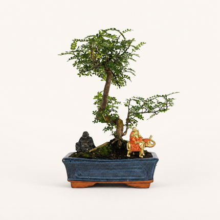 Chinese Pepper (Zanthoxylum Pipertum) Bonsai Tree | Shaped | In 25cm Pot