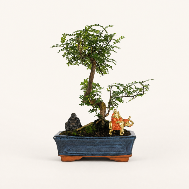 Chinese Pepper (Zanthoxylum Pipertum) Bonsai Tree | Shaped | In 25cm Pot