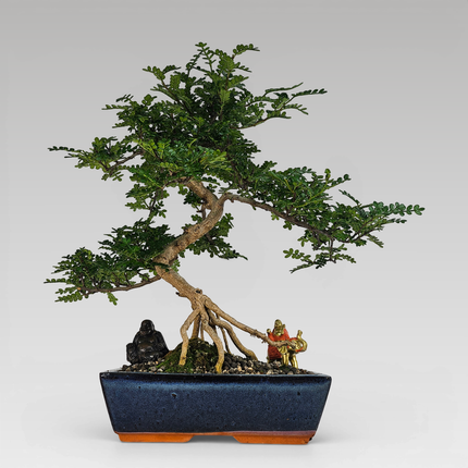 Chinese Pepper (Zanthoxylum Pipertum) Bonsai Tree | Shaped | In 30cm Pot