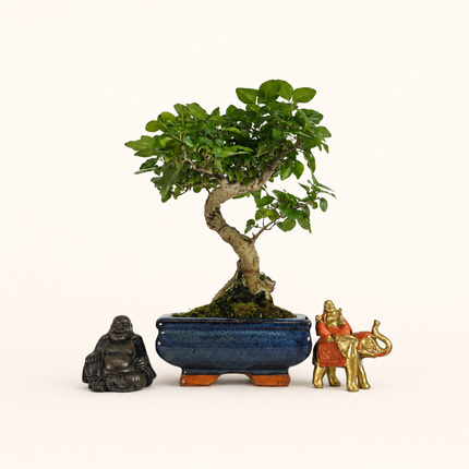 Chinese Privet (Ligustrum Sinense) Bonsai Tree | Shaped | In 15cm Pot