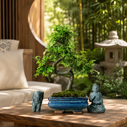 Chinese Elm (Ulmus Parvifolia) Bonsai Tree | Shaped | In 15cm Pot