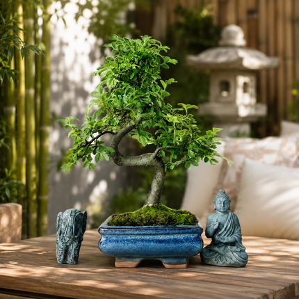 Chinese Elm (Ulmus Parvifolia) Bonsai Tree | Shaped | In 15cm Pot