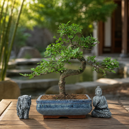 Chinese Elm (Ulmus Parvifolia) Bonsai Tree | Shaped | In 20cm Pot