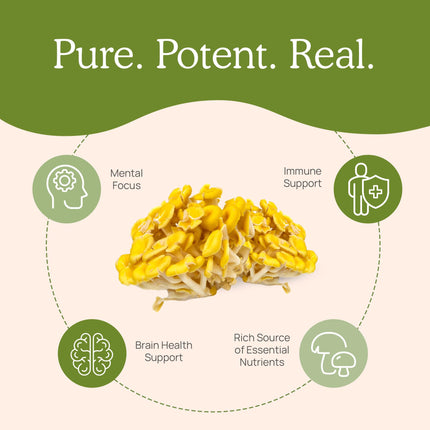 Real Mushrooms Ergothioneine Supplement – Golden Oyster Mushroom Extract, 60 Capsules – Organic, Vegan, Non-GMO