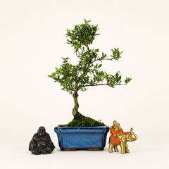 Collection image for: Bonsai trees, Accessories, and Equipment.