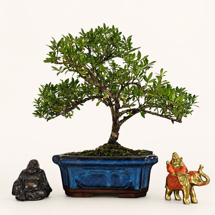 Japanese Holly (Ilex Crenata) Bonsai Tree | Shaped | In 20cm Pot