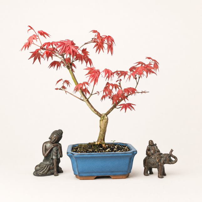 Japanese Maple (Acer) Bonsai Tree | Deshojo Informal Upright | In 15cm Pot