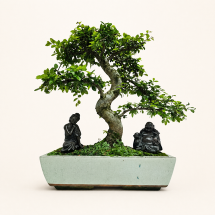 Large Chinese Elm (Ulmus Parvifolia) Bonsai Tree | Shaped | In 35cm Pot