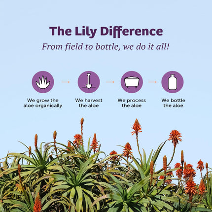 Lily of the Desert Aloe Vera Gel – Inner Fillet, Bio-Active 128 oz
