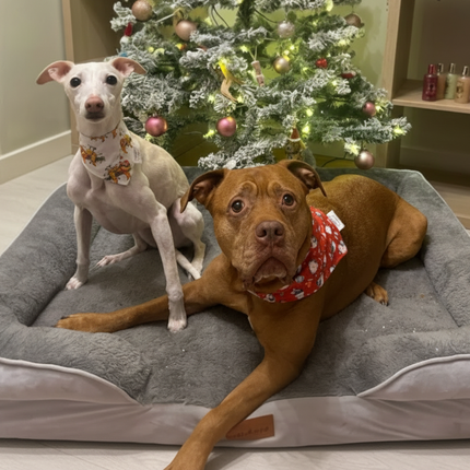 The Belgravia Orthopaedic Dog Sofa™ - Xl