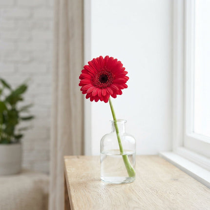 Germini Ruby Red