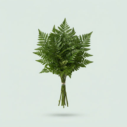 Leatherleaf - Other greenery per bunch