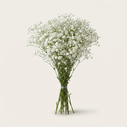 Gypsophila Zinzi Discovery