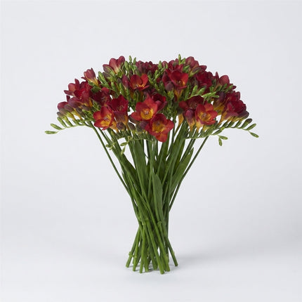 Freesia - Freesia - Fireball