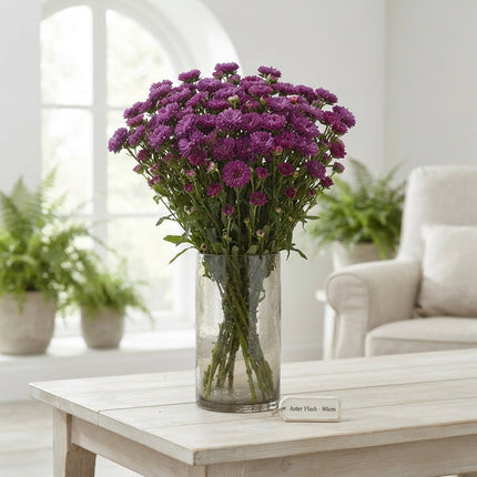 Purple Aster ‘Flash’ Cut Flowers – 80cm Stems