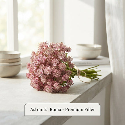 Pink Astrantia ‘Roma’ Cut Stems – 50cm