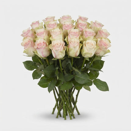 Rose - Rosa - Pink Athena