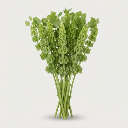 Moluccella - Moluccella - laevis