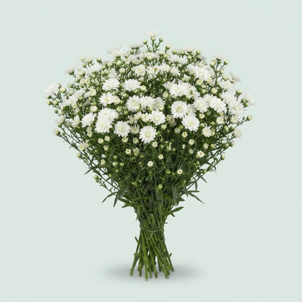 White Aster ‘Cassy’ Cut Flowers – 80cm Stems