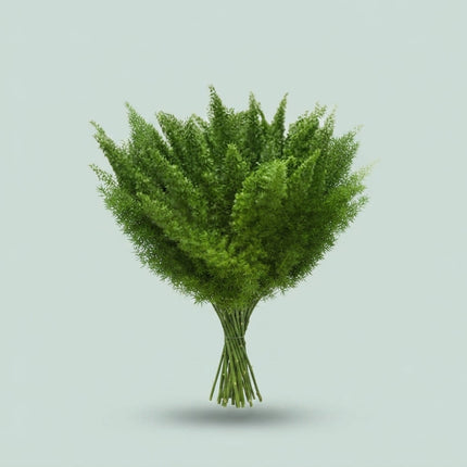 Asparagus Foliage - Asparagus - Myers