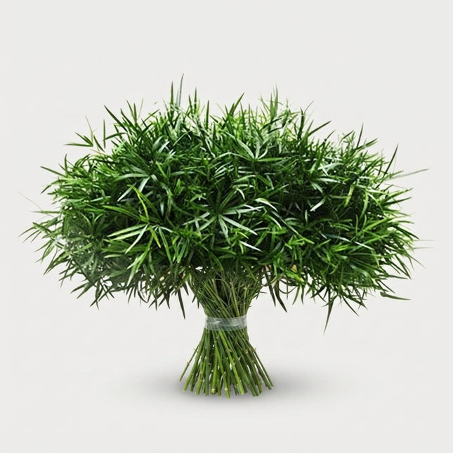 GR Asparagus Falcatus