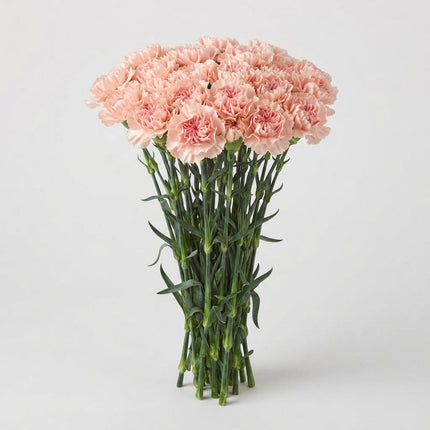 Carnation Standard Noviado