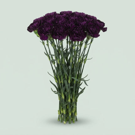 Standard Carnation - Dianthus - Florigene Moonvista