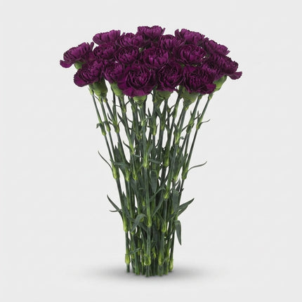 Carnation - Dianthus - Florigene Moontea