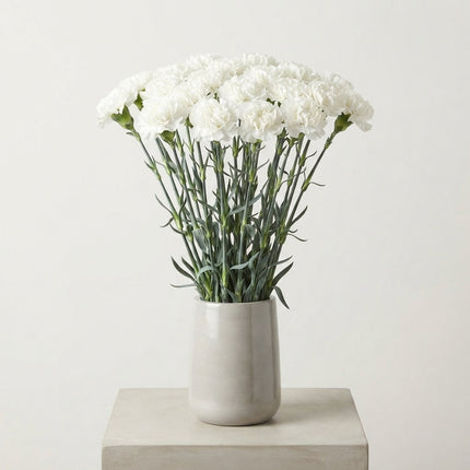 Carnation Standard Moonlight