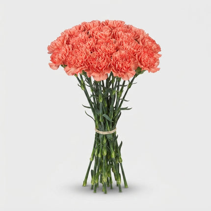 Carnation Standard Lion King