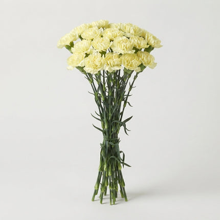 Standard Carnation - Dianthus - Hermes