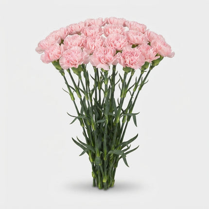 Carnation Standard Doncel