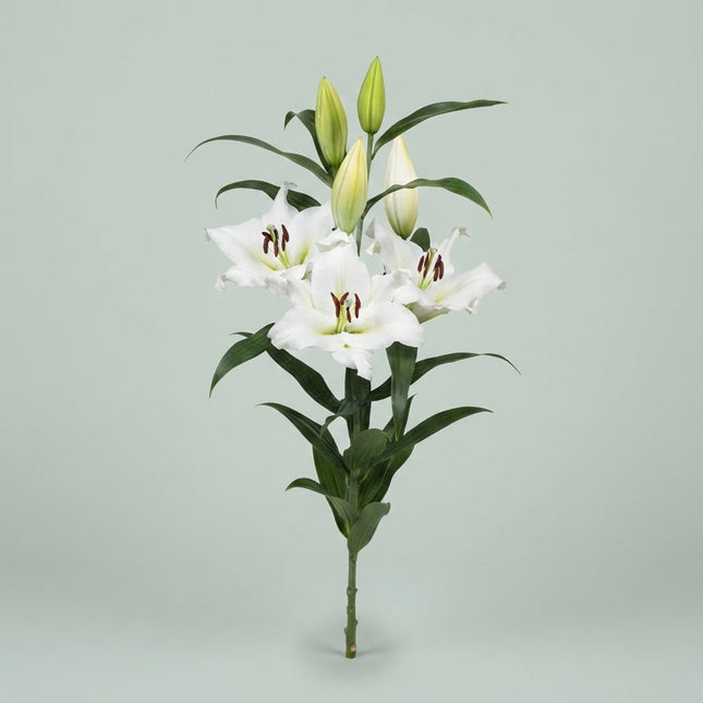 Lily Sempione (OR) (10 Stems)