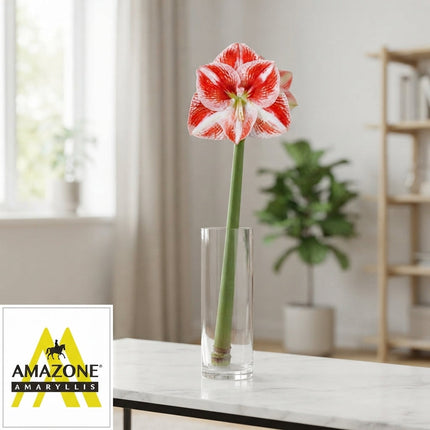Amaryllis Popov